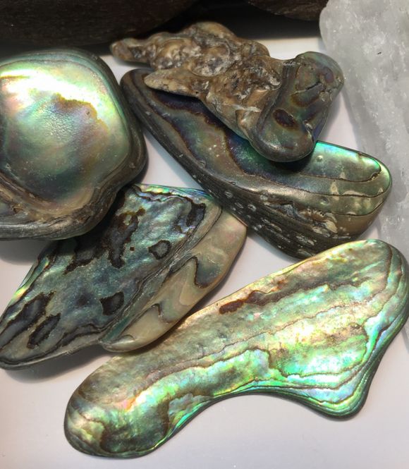 Hovedbilde Abalone Paua Skjell Polert ...