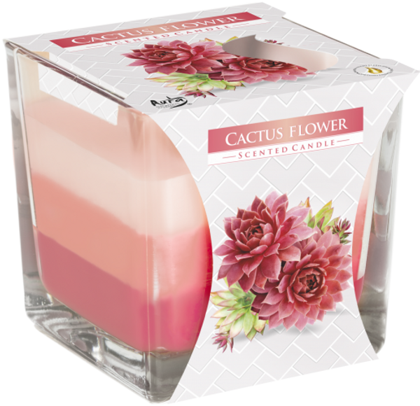 Hovedbilde Regnbue Krukke Kaktusblomst ...