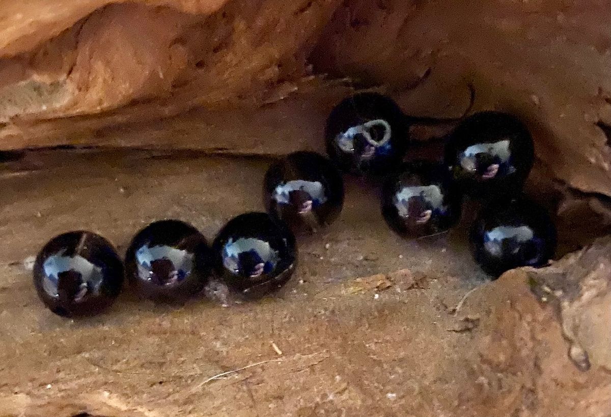 Armbåndsperle Røykkvarts 8mm 1stk