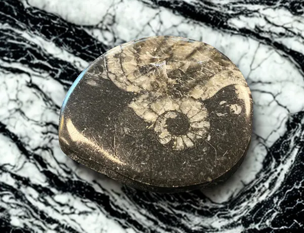 Hovedbilde Goniatitt Ammonitt Fossil ...